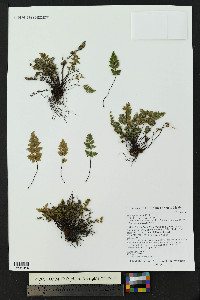 Myriopteris gracilis image