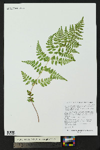 Cystopteris fragilis subsp. tenuifolia image