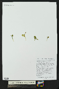 Botrychium neolunaria image