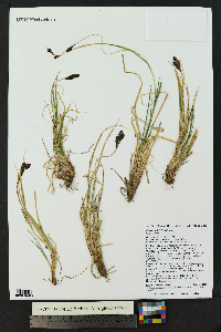 Carex chalciolepis image