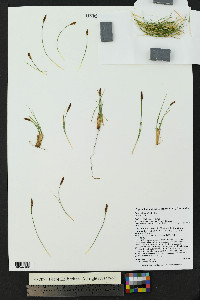 Carex elynoides image