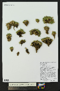 Silene acaulis image