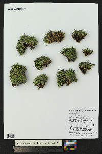 Silene acaulis image