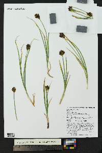 Carex haydeniana image