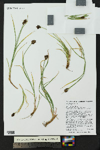 Carex haydeniana image