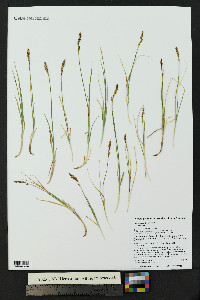 Carex siccata image