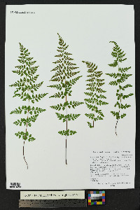 Cystopteris fragilis subsp. tenuifolia image