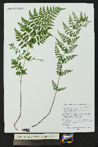 Cystopteris fragilis subsp. tenuifolia image