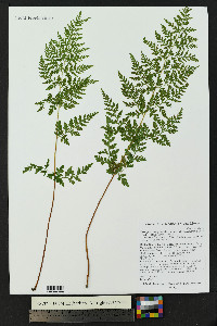 Cystopteris fragilis subsp. tenuifolia image