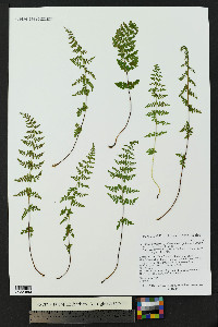 Cystopteris fragilis subsp. tenuifolia image