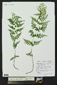 Cystopteris fragilis subsp. tenuifolia image