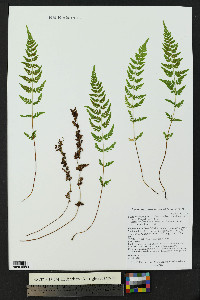 Cystopteris fragilis subsp. tenuifolia image