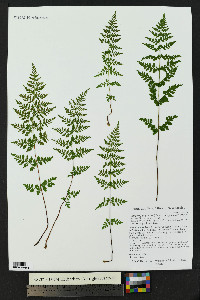 Cystopteris fragilis subsp. tenuifolia image