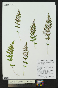 Cystopteris fragilis subsp. tenuifolia image