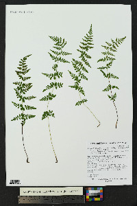 Cystopteris fragilis subsp. tenuifolia image