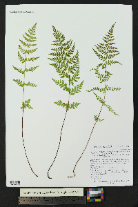 Cystopteris fragilis subsp. tenuifolia image