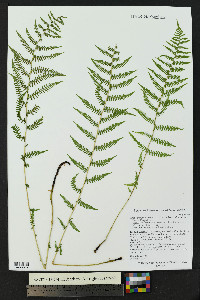 Athyrium asplenioides var. californicum image