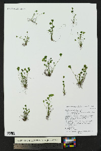 Marsilea vestita image