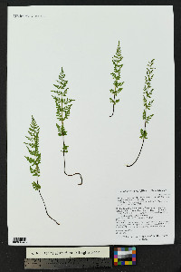 Cystopteris fragilis subsp. tenuifolia image