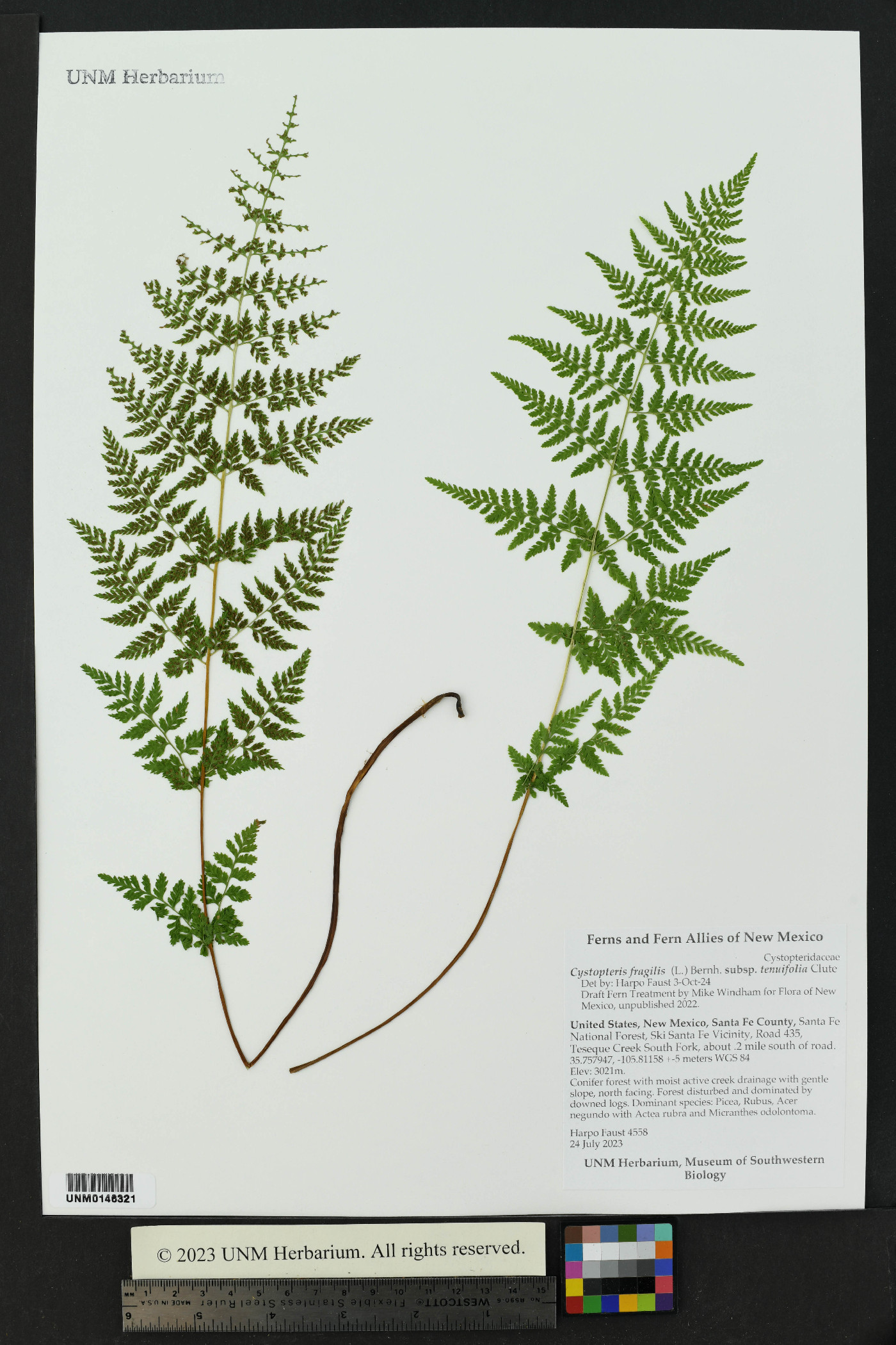 Cystopteris fragilis subsp. tenuifolia image