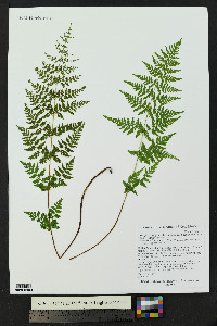 Cystopteris fragilis subsp. tenuifolia image