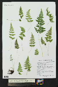 Cystopteris tennesseensis susp. utahensis image