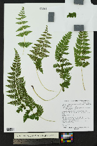 Cystopteris tennesseensis susp. utahensis image