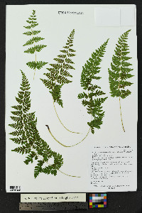 Cystopteris tennesseensis susp. utahensis image