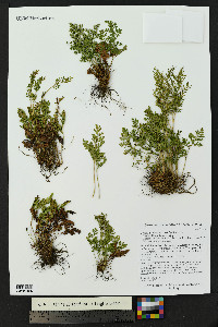 Cryptogramma acrostichoides image