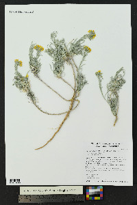 Physaria fendleri image