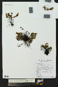 Myriopteris gracilis image