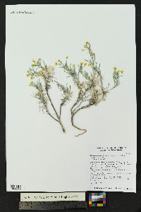 Physaria fendleri image