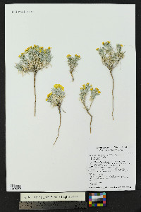 Physaria fendleri image