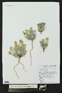 Physaria fendleri image