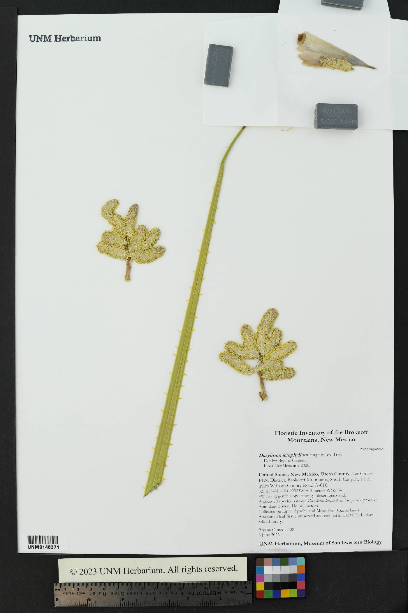 Dasylirion leiophyllum image