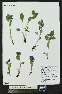 Mertensia ovata image