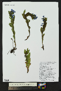 Mertensia ovata image