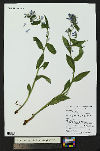 Mertensia ciliata image