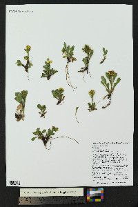 Solidago simplex var. simplex image