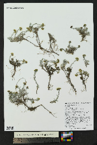 Antennaria corymbosa image