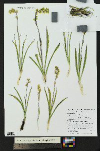 Anticlea elegans image