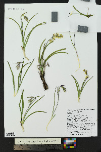 Anticlea elegans image