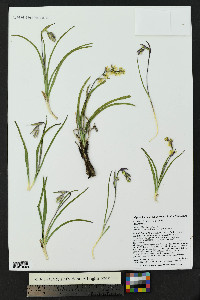 Anticlea elegans image