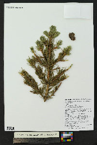 Picea engelmannii image