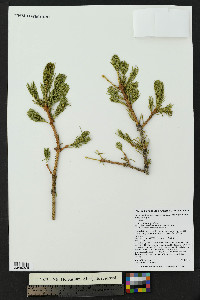 Picea engelmannii image