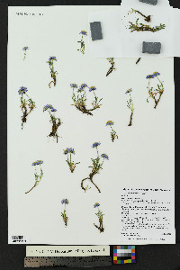 Erigeron leiomerus image