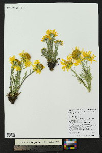 Hymenoxys grandiflora image