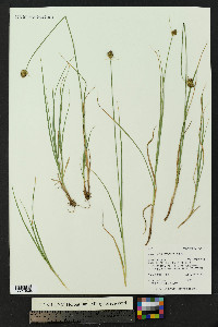Carex athrostachya image