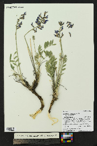 Oxytropis lambertii image