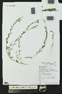 Phyllanthus polygonoides image
